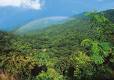 Amazonas Regenwald
